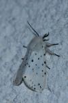 Spilosoma lubricipeda