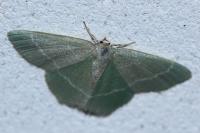 Chlorissa viridata