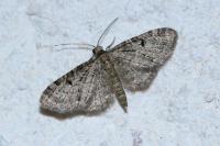 Eupithecia virgaureata