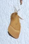 Lasiocampa quercus