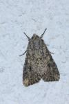 Anarta trifolii