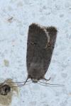 Caradrina flavirena
