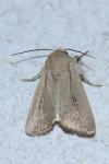 Mythimna sicula