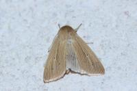 Mythimna pallens