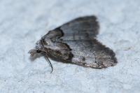 Nola cucullatella