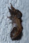 Notodonta ziczac