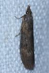 Lamoria anella
