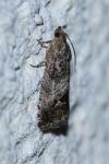 Cydia splendana