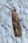 Eucosma conterminana