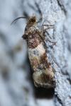 Lobesia artemisiana/bicinctana