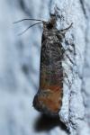 Clavigesta purdeyi