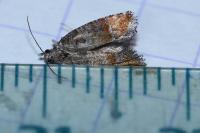 Clavigesta purdeyi
