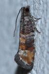 Clavigesta purdeyi