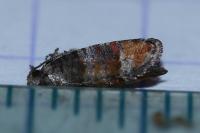 Clavigesta purdeyi