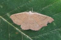 Cyclophora ruficiliaria
