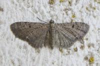 Eupithecia virgaureata