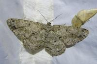 Hypomecis roboraria