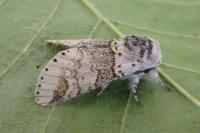 Furcula furcula