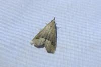 Schrankia taenialis