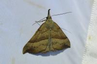 Hypena proboscidalis