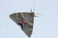 Catocala elocata