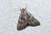 Catocala optata