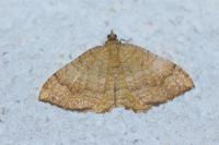 Camptogramma bilineata
