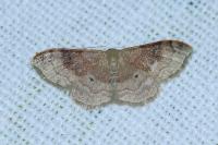 Idaea degeneraria