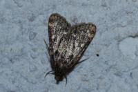 Aglossa caprealis