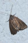 Coenobia rufa