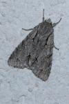 Acronicta psi/tridens