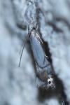 Phyllocnistis