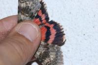 Catocala elocata