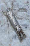 Phyllocnistis