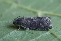Grapholita molesta