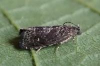 Grapholita molesta