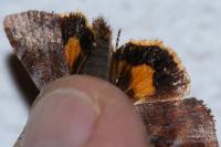 Noctua janthina