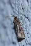 Lozotaeniodes cupressana