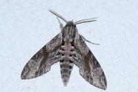 Agrius convolvuli