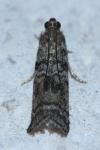 Dioryctria simplicella