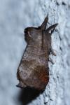Clostera pigra