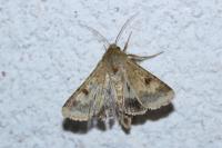 Helicoverpa armigera