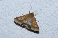 Helicoverpa armigera