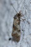 Cochylis molliculana