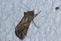 Trichoplusia ni