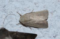 Mythimna sicula