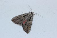 Catocala optata