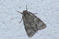 Acronicta megacephala