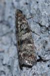 Dioryctria