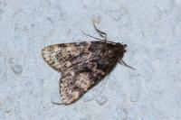 Aglossa caprealis